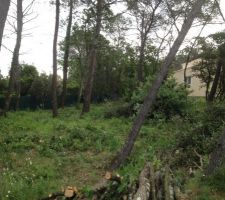 D&eacute;but du d&eacute;boisage, on commence par les petits!