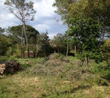 On continue en faisant tomber quelques gros pins