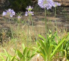 Les agapanthes venues de Bretagne s'adaptent bien au climat du Médoc