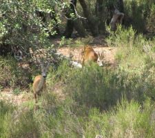 Les chevreuils aiment à passer au fond du terrain