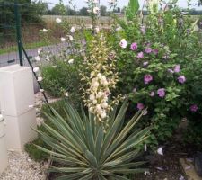 Et voici notre yucca 15 mois plus tard. Une surprise nous attendait en rentrant de vacances. Une magnifique hampe florale.