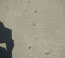 Un chat qui n'a pas pu s'empêcher de marcher sur nnotre terrasse tout juste coulée :)