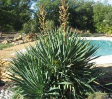 Jardin sec (Var) - yucca gloriosa