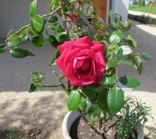 Les roses du jardin