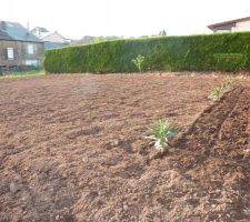 3 Pied de Yucca offert gracieusement par notre voisin