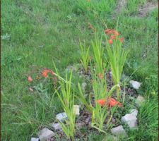 Crocosmia