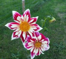 Dahlia Collerette