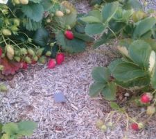 Il fait moins chaud, il pleut de temps en tempd,  et biiiiim les fraises ?