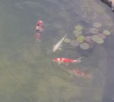 Carpes Koi