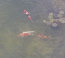 Carpes Koi