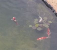 Carpes Koi