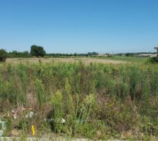 Terrain avant débroussaillage