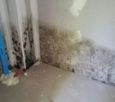 Moisissure sur les plaques de platre suite &agrave; un apport d'eau