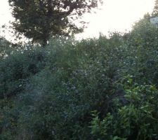 Le talus le long du chemin s'est végétalisé anarchiquement mais au moins ça tient les terres jusqu'à la fin des travaux