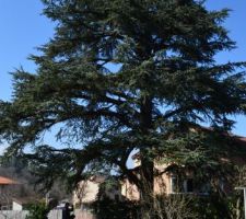 Le terrain avec le cedre