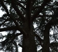 La "b&ecirc;te" de l?int&eacute;rieur!