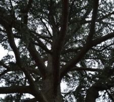 La "b&ecirc;te" de l'int&eacute;rieur (encore)!