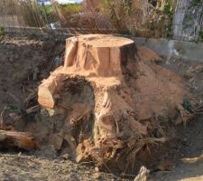 La souche et les racines du c&egrave;dre...