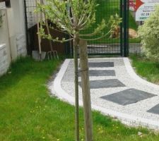 Notre saule crevette planté en isolé au bord de notre nouvelle allée gravillonnée avec palis en ardoise naturelle