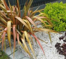 Zoom sur le massif sous l'olivier (Phormium jester, Pittosporum tobira nana, heuchère pourpre)