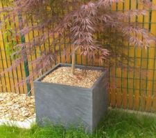 Notre chouchou numéro 2 : l'érable du japon : acer palmatum dissectum garnet en pot