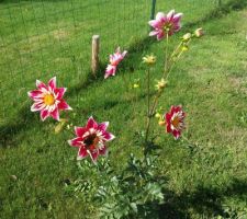 Dahlia et papillons