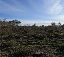 Le terrain à l'origine avant les dessouchages et les travaux de viabilisation