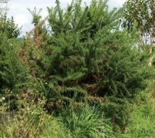 Celui ci par contre il n'est pas très joli et à l'air très envahissant = ouste!