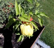 Carr&eacute;s potagers