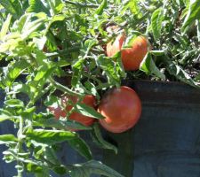 Carrés potagers