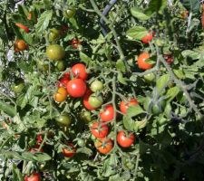 Carrés potagers