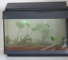 Petit aquarium pour le déménagement des poissons installé