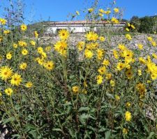 Fleurs de topinambours