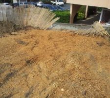 SOUCHE DE BIG CEDRE REDUITE EN COPEAUX