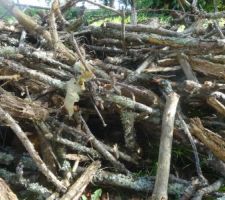 Ramassage des branches mortes tombées avant la venue du rotavator