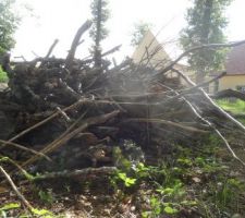 Ramassage des branches mortes tombées avant la venue du rotavator
