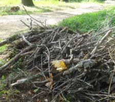 Ramassage des branches mortes tombées avant la venue du rotavator
