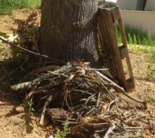 Ramassage des branches mortes tombées avant la venue du rotavator