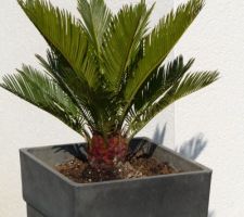 Cycas revoluta