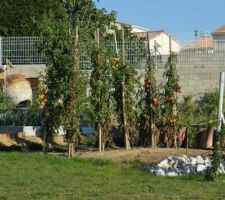 Mes dernières tomates