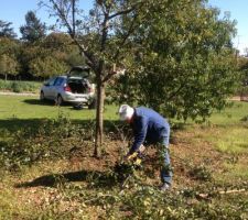 Elagage des 2 arbres qui sont où sera implanté la maison