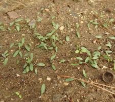 Dichondra Repens pour l'entourage des pierres.