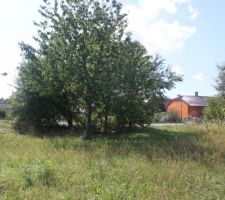 Terrain avec les arbres