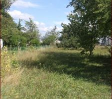 Terrain avec les arbres