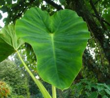 Colocasia