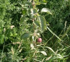 Notre première pomme