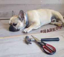 Harkos adore le bricolage
