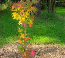 Acer shirasawanum jordan