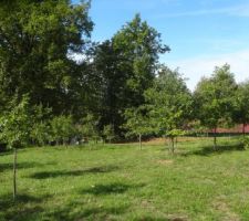 Pré toujours tondu par le précédent propriétaire, nous avons réussi à sauvegarder depuis le début, les jeunes pousses d'arbres et nous sommes heureux du résultat.