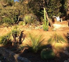 Plantation de cactus